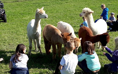 Zu Besuch bei den Alpakas